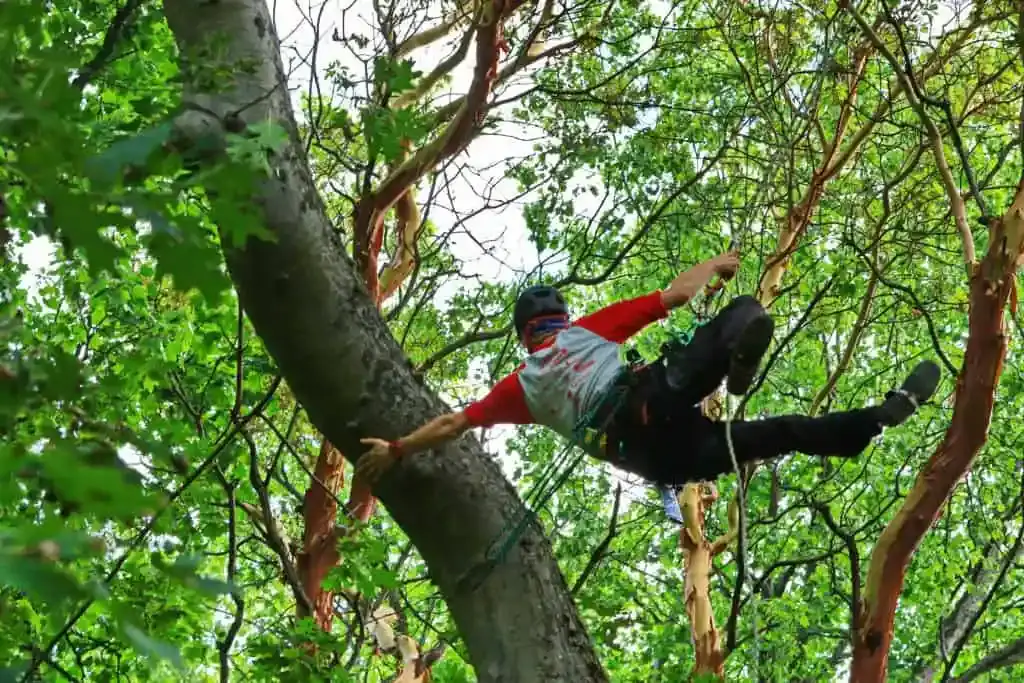 Expert Reviews on Tree Removal Techniques for Green Enthusiasts