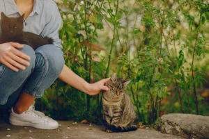 Sustainable pet afterlife options