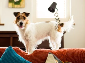 Home-based pet care services