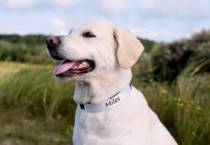 Why Choose Custom Dog Accessories