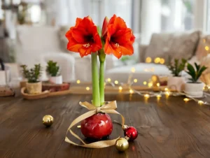 How to care for waxed amaryllis bulbs